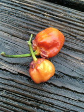 Load image into Gallery viewer, Purplegum Orange Blushed (Pepper Seeds)
