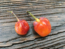 Load image into Gallery viewer, Purplegum Orange Blushed (Pepper Seeds)