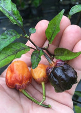 Load image into Gallery viewer, Purplegum Orange Blushed (Pepper Seeds)