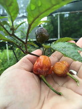 Load image into Gallery viewer, Purplegum Orange Blushed (Pepper Seeds)