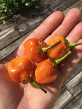 Load image into Gallery viewer, Purplegum Orange Blushed (Pepper Seeds)