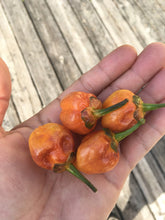 Load image into Gallery viewer, Purplegum Orange Blushed (Pepper Seeds)