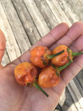 Load image into Gallery viewer, Purplegum Orange Bright (Pepper Seeds)