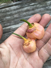Load image into Gallery viewer, PurpleGum Peach (Pepper Seeds)
