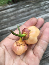 Load image into Gallery viewer, PurpleGum Peach (Pepper Seeds)