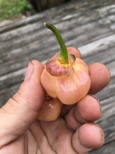 Load image into Gallery viewer, PurpleGum Peach (Pepper Seeds)