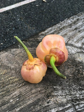 Load image into Gallery viewer, PurpleGum Peach (Pepper Seeds)
