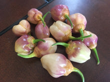 Load image into Gallery viewer, PurpleGum Peach (Pepper Seeds)