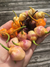 Load image into Gallery viewer, PurpleGum Peach (Pepper Seeds)