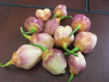 Load image into Gallery viewer, PurpleGum Peach (Pepper Seeds)