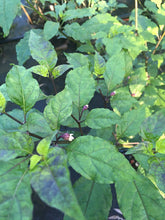 Load image into Gallery viewer, PurpleGum Peach (Pepper Seeds)