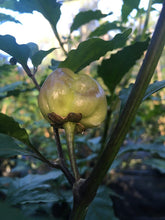 Load image into Gallery viewer, PurpleGum Peach (Pepper Seeds)