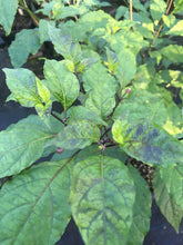 Load image into Gallery viewer, PurpleGum Peach (Pepper Seeds)