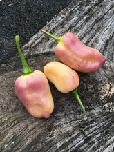 Load image into Gallery viewer, PurpleGum Peach (Pepper Seeds)