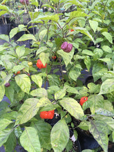 Load image into Gallery viewer, Purple Ghost Scorpion (Pepper Seeds)
