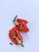 Load image into Gallery viewer, Purple Ghost Scorpion (Pepper Seeds)