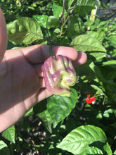 Load image into Gallery viewer, Purple Ghost Scorpion (Pepper Seeds)