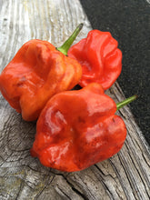 Load image into Gallery viewer, Purple Ghost Scorpion (Pepper Seeds)