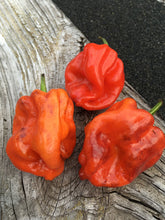 Load image into Gallery viewer, Purple Ghost Scorpion (Pepper Seeds)