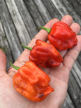 Load image into Gallery viewer, Purple Ghost Scorpion (Pepper Seeds)