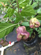 Load image into Gallery viewer, Purple Ghost Scorpion (Pepper Seeds)