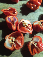 Load image into Gallery viewer, Purple Ghost Scorpion (Pepper Seeds)