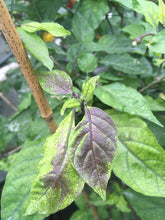Load image into Gallery viewer, PurpleGum Yellow Blushed (Pepper Seeds)