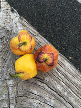 Load image into Gallery viewer, PurpleGum Yellow Bright (Pepper Seeds)