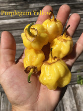 Load image into Gallery viewer, PurpleGum Yellow Bright (Pepper Seeds)