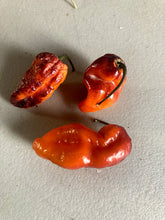Load image into Gallery viewer, PJ Med Ice & Bumpy Ice (Pepper Seeds)