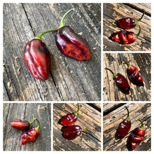 Load image into Gallery viewer, PJ Molten Ice (Pepper Seeds)