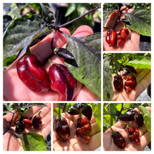 Load image into Gallery viewer, PJ Molten Ice (Pepper Seeds)