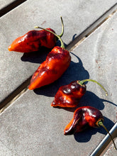 Load image into Gallery viewer, PJ Black/Orange (Pepper Seeds) (Pimenta Jolokia)