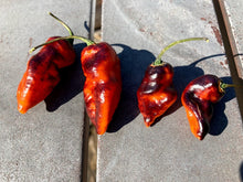 Load image into Gallery viewer, PJ Black/Orange (Pepper Seeds) (Pimenta Jolokia)