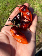 Load image into Gallery viewer, PJ Black/Orange (Pepper Seeds) (Pimenta Jolokia)