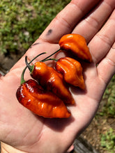 Load image into Gallery viewer, PJ Black/Orange (Pepper Seeds) (Pimenta Jolokia)