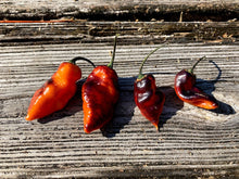 Load image into Gallery viewer, PJ Black/Orange (Pepper Seeds) (Pimenta Jolokia)