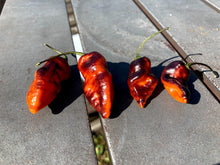 Load image into Gallery viewer, PJ Black/Orange (Pepper Seeds) (Pimenta Jolokia)