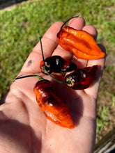 Load image into Gallery viewer, PJ Black/Orange (Pepper Seeds) (Pimenta Jolokia)