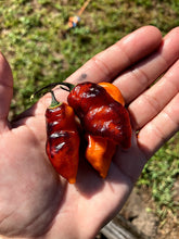Load image into Gallery viewer, PJ Black/Orange (Pepper Seeds) (Pimenta Jolokia)