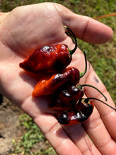 Load image into Gallery viewer, PJ Black/Orange (Pepper Seeds) (Pimenta Jolokia)