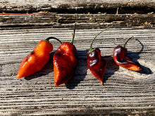 Load image into Gallery viewer, PJ Black/Orange (Pepper Seeds) (Pimenta Jolokia)