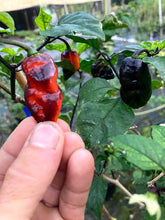 Load image into Gallery viewer, PJ Black/Orange (Pepper Seeds) (Pimenta Jolokia)