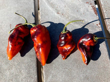 Load image into Gallery viewer, PJ Black/Orange (Pepper Seeds) (Pimenta Jolokia)