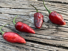 Load image into Gallery viewer, PJ Molten Ice (Pepper Seeds)