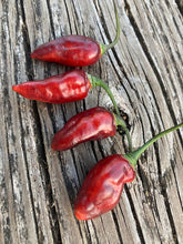 Load image into Gallery viewer, PJ Molten Ice (Pepper Seeds)
