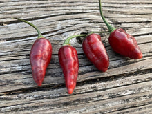 Load image into Gallery viewer, PJ Molten Ice (Pepper Seeds)