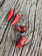 Load image into Gallery viewer, PJ Molten Ice (Pepper Seeds)