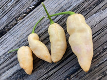 Load image into Gallery viewer, PJ Peach GL (Pepper Seeds)