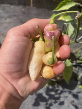 Load image into Gallery viewer, PJ Peach GL (Pepper Seeds)